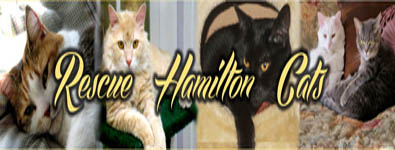 Rescue Cats